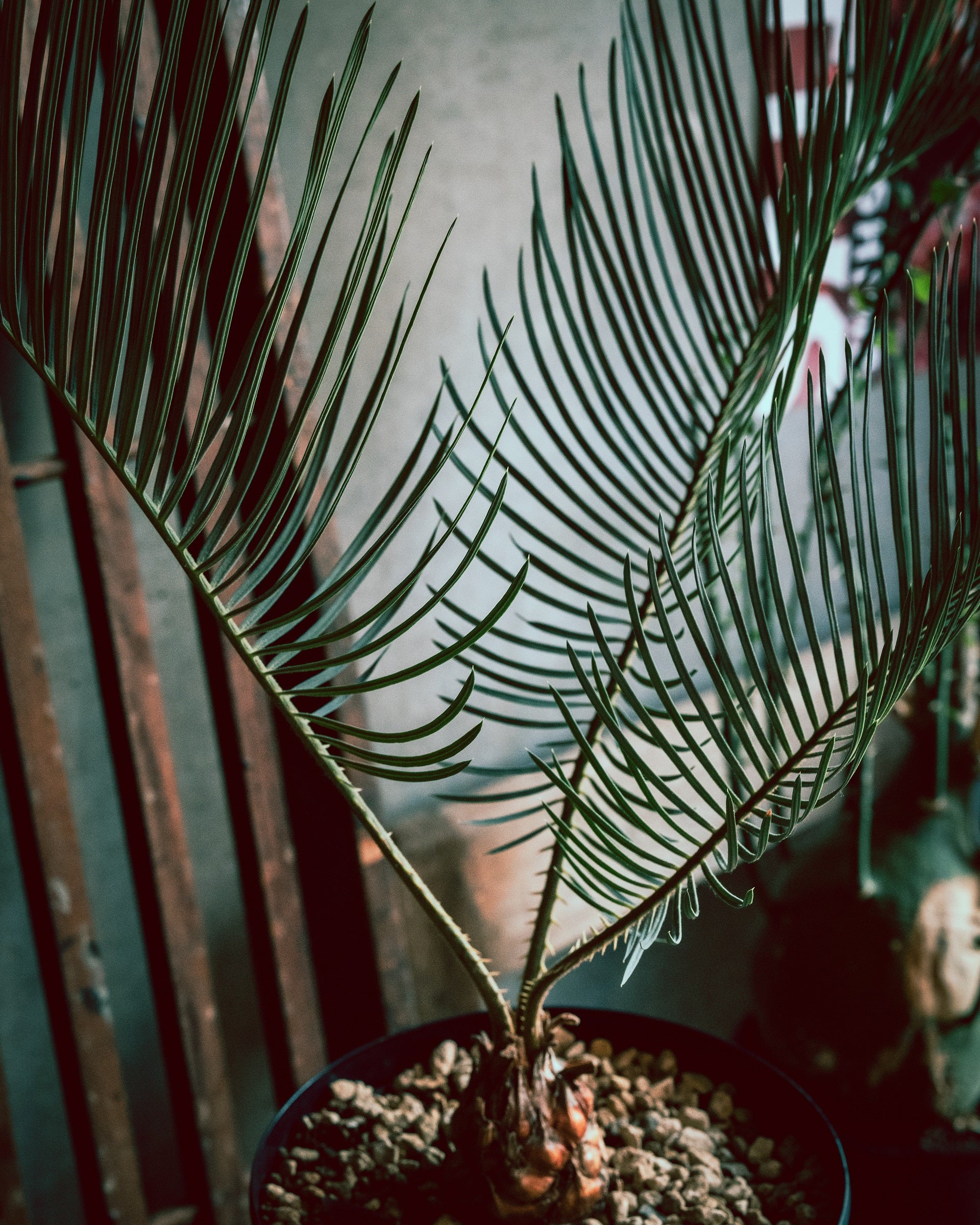 サイカスカイルンシアナM7 サイカスカイルンシアナM7