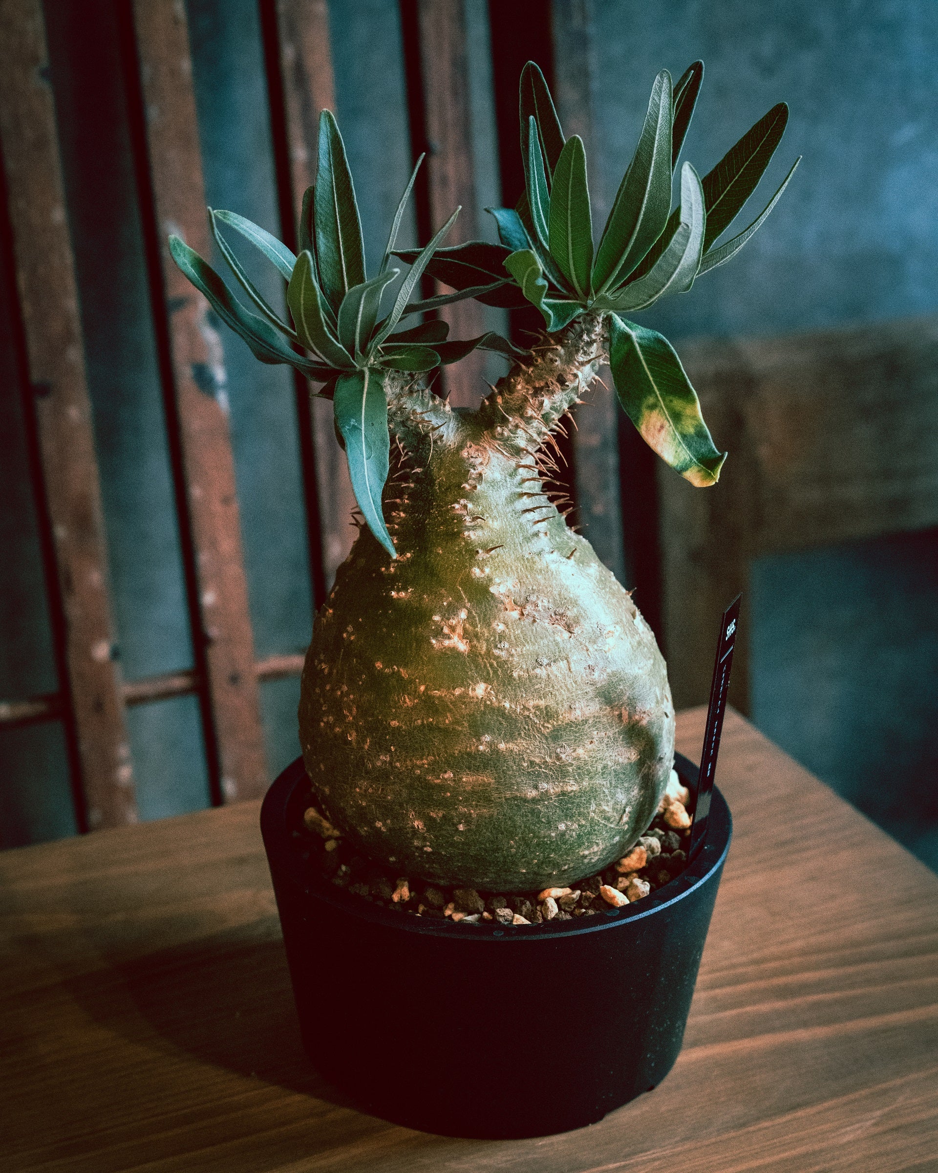 パキポディウム.グラキリス 現地株 まん丸極上 パキポディウム