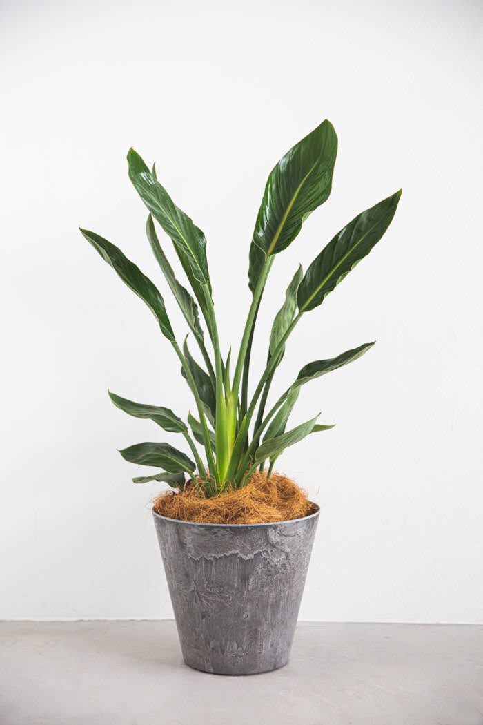観葉植物 ストレリチアレギネ（8号鉢）｜HanaPrime（ハナプライム）