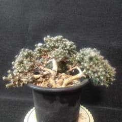 多肉植物 紫晃星(トリコディアデマ・ デンサム） 抜き苗 - メルカリ