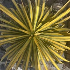 ユッカ バナナスプリット レクルビフォリア プレミアムゴールド 希少種