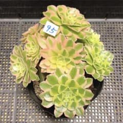 95#多肉植物アエオニウム錦❤️碧玉❤️8頭15cm 鉢土付き出荷 - メルカリ