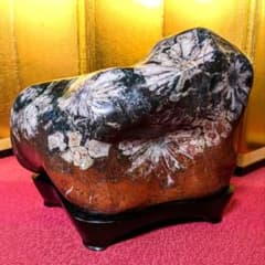 菊花石 岐阜県根尾谷産4.9㌔ 鑑賞石 観賞石 水石 盆石 天然石 三蓋松