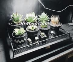 ☆送料込み☆水受けトレー付アイアン植物棚 即購入OK アガベ 塊根 什器