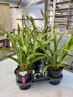 ミスマフェット。花芽合計11個。5鉢セット。蜜蜂誘引蘭。日本蜜蜂