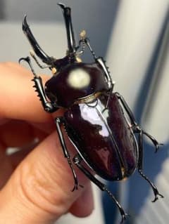 希少】ホロメタリクス チリクワガタ 標本 コガシラクワガタ セット