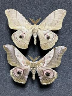 m30169869534_1.jpg?1748099851