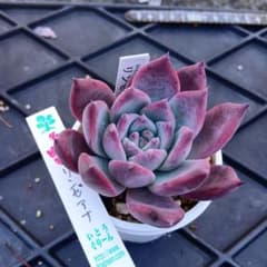 ビ*ー様 多肉植物 いとうグリーン リンゼアナ - メルカリ