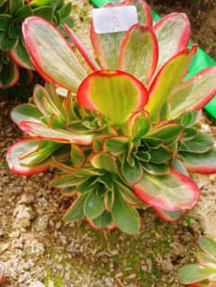 90 魅金ローズ錦ー納福 小群生 アエオニウム 多肉植物 抜き苗 - メルカリ