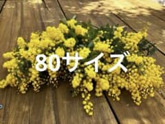 フレッシュミモザ 銀葉アカシア 80サイズ - メルカリ