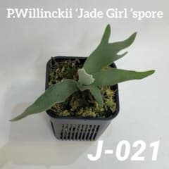 ◇ P.Willinckii 'Jade Girl 'spore（J-021） - メルカリ