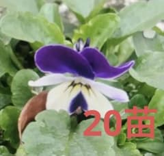 ビオラ苗 ( パンジー ) パープル系 20苗 ③ - メルカリ