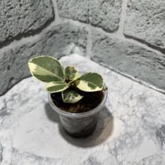 a*u様 パンダガジュマル 斑入り 枝挿し 発根済み - メルカリ