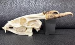 良品！ キョン（ヨツメジカ）Muntjac 頭骨 A - メルカリ
