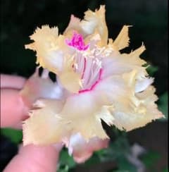 デンマークカクタス シャコバサボテン 黄羽 葉挿し 1567 - メルカリ