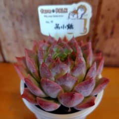 プ*オ様 エケベリア 茜小鶴 No.12 パルクさん苗 - メルカリ