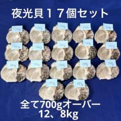 夜光貝 ヤコウ貝 まとめ売り 17個 12、8kg アクセサリー ルアー - メルカリ