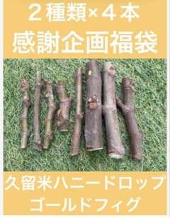 イチジク穂木(2種類×4本 合計8本) 写真は見本となります。一部希少