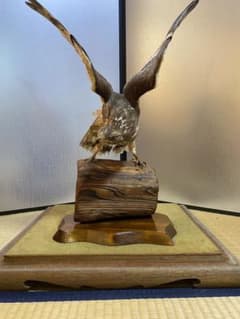 m87575287026_1.jpg?1752910592