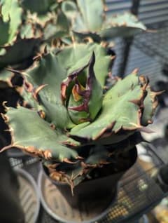 アガベ 翼竜 プテラノドン TC 中株 - メルカリ