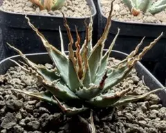 2026年最新】エボリスピナ陽炎の人気アイテム - メルカリ