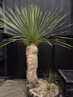 2026年最新】ユッカ リネアリフォリアの人気アイテム - メルカリ