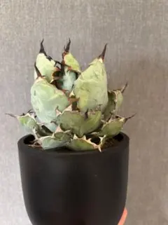 2026年最新】ブラックアンドブルー 大株の人気アイテム - メルカリ