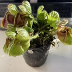 2026年最新】セファロタスの人気アイテム - メルカリ