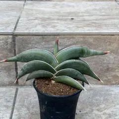 2026年最新】サンスベリア ロリダ 斑入りの人気アイテム - メルカリ