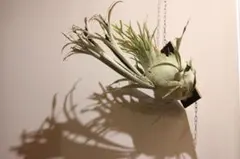 2026年最新】veitchii auburn riverの人気アイテム - メルカリ