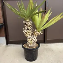 2026年最新】ユッカグロリオサの人気アイテム - メルカリ