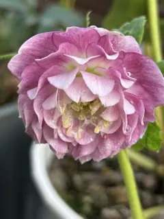 2026年最新】プリマベーラ クリスマスローズの人気アイテム - メルカリ