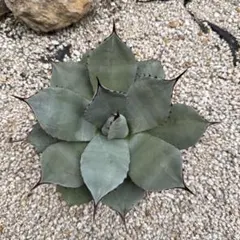 2026年最新】姫吉祥天の人気アイテム - メルカリ