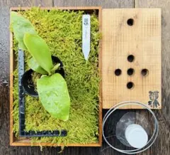 2026年最新】ビカクシダ 胞子 セットの人気アイテム - メルカリ