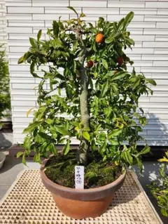 2026年最新】柿 盆栽の人気アイテム - メルカリ