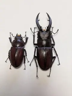 2026年最新】ノコギリクワガタ標本の人気アイテム - メルカリ