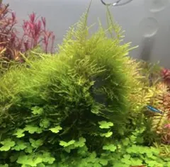 2026年最新】南米ウィローモスの人気アイテム - メルカリ