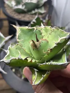 2026年最新】アガベ星空の人気アイテム - メルカリ