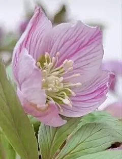 2026年最新】チベタヌスの人気アイテム - メルカリ