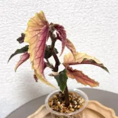 2026年最新】ベゴニア ジニー銀河の人気アイテム - メルカリ