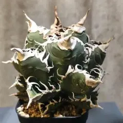 2026年最新】チタノタ 悪魔くんの人気アイテム - メルカリ