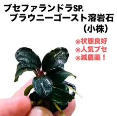 2026年最新】ブセファランドラsp.ghostの人気アイテム - メルカリ