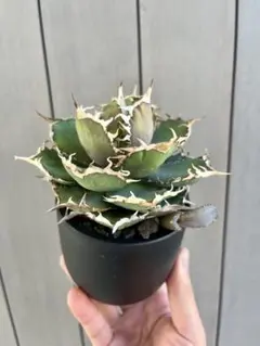 2026年最新】アガベスーパーボールの人気アイテム - メルカリ