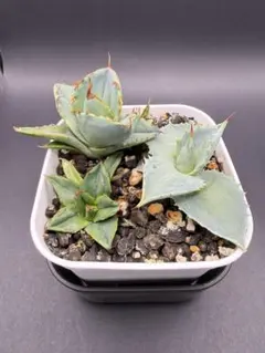 2026年最新】アガベイラン株の人気アイテム - メルカリ