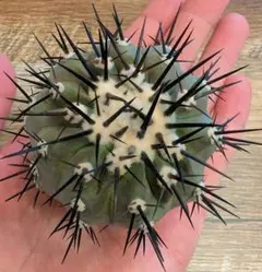 2026年最新】コピアポアの人気アイテム - メルカリ