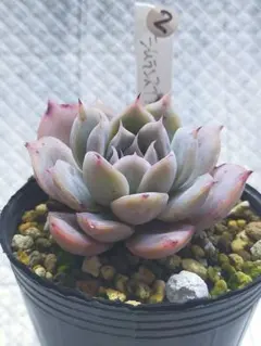 2026年最新】リンゼアナの人気アイテム - メルカリ