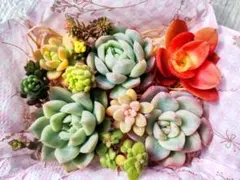 2026年最新】多肉植物エケベリア寄せ植えセット多肉弁当の人気アイテム