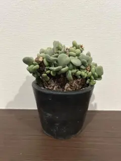 2026年最新】ピグマエア 現地球の人気アイテム - メルカリ