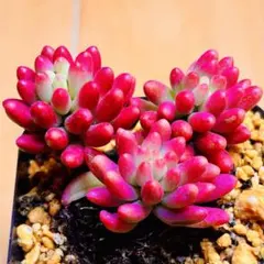 2026年最新】多肉韓国苗の人気アイテム - メルカリ