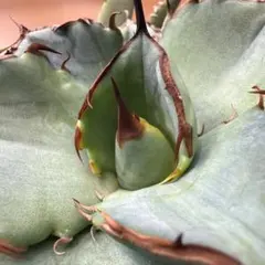 2026年最新】オアハカ 子株の人気アイテム - メルカリ